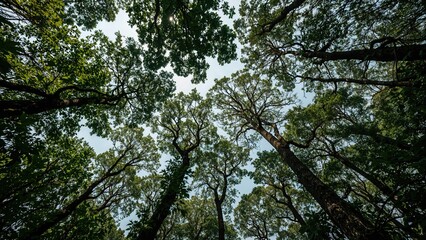 Obraz premium Scenic wallpaper featuring dense tree branches and rich green rainforest foliage
