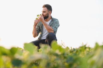 Agronomist inspecting soybean plant in cultivated field