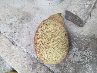 closeup of freshly picked jackfruit.