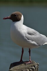 This is a black-headed gull in nature in bright summer day.