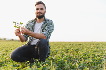 Agronomist inspecting soybean crop in cultivated field
