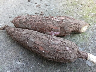 Cassava, is a tuber plant that is widely cultivated in tropical and subtropical areas. 