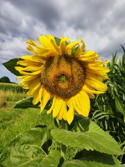 sunflower in the field