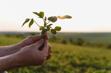 Farmer holding soybean plant at sunset in cultivated field