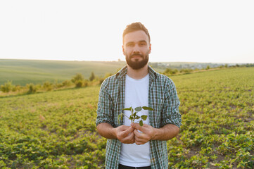 Agronomist holding soybean plant in cultivated field at sunset