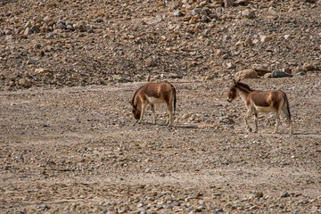 the kiang roams the high-altitude plains of Tibet. Known for its social nature and strong build,...