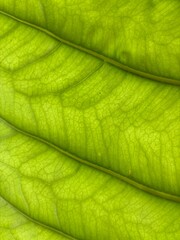 A detailed macro shot of a vibrant green leaf, showcasing its natural pattern of prominent veins...