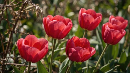 Fototapeta premium Vibrant red and pink tulips blooming in a springtime garden setting.