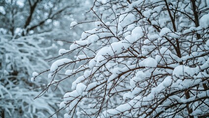 A serene winter scene with snow delicately embracing the trees