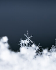 Macro snowflakes showing intricate winter details on dark background