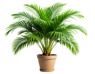 palm tree isolated on white