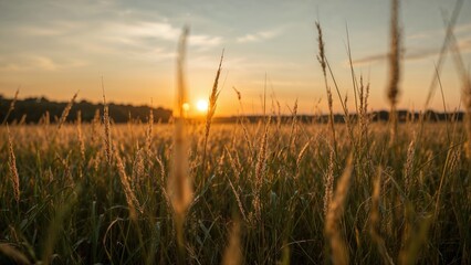 Soft focus on grass in a meadow during summertime