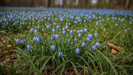 Snowdrops with blue petals in a wooded open area