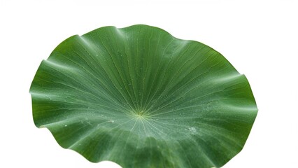 Bright chartreuse lotus leaf pattern