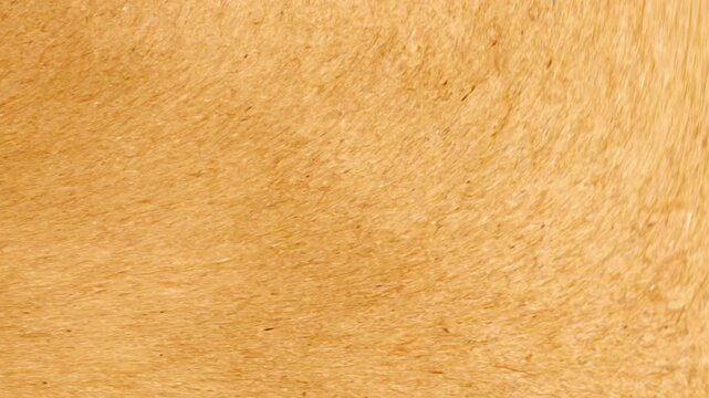 Brown Paper Texture Overlay Motion Background