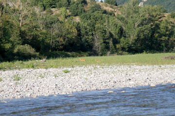 A clear river flows over a shallow, rocky bed, with lush green trees and large rocks lining the...