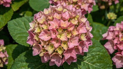 Obraz premium Close-up of vibrant pink and green hydrangea blossoms during spring and summer