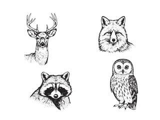 Engraved forest animals set with deer fox raccoon and owl in vintage wildlife illustration style
