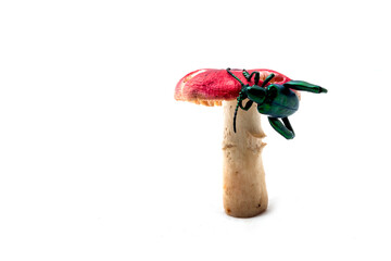 Red mushroom and green beetle on white background.