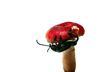 Red mushroom and green beetle on white background.