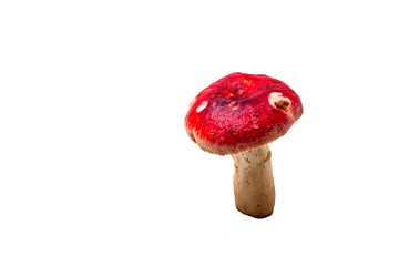 red mushroom isolated on white