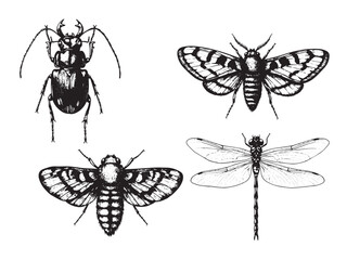 Engraved insect specimen set with butterfly beetle moth and dragonfly in vintage scientific style