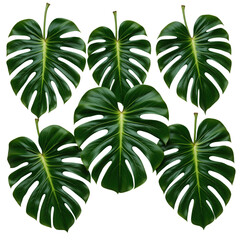 Obraz premium Lush Green Monstera Leaves Arrangement for Nature Inspired Decor