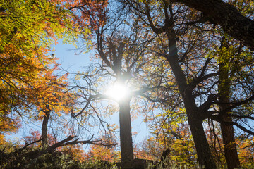 Autumn forest
