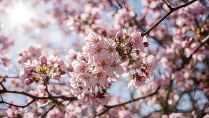 Obraz premium Delicate cherry tree blooms captured in soft sunlight with blurred surroundings