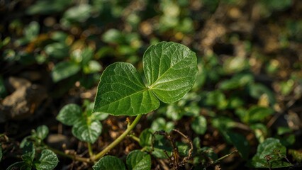 Lush green foliage of a healthy plant in a serene outdoor environment, highlighting calmness and purity.