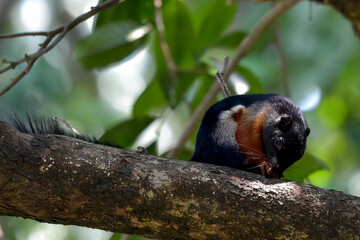 Asian tricolored squirrel on a tree branch