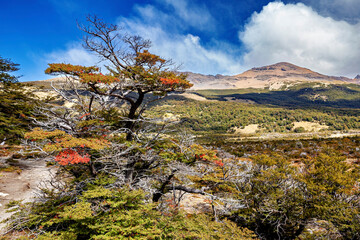The Landscape of Laguna Torre in Patagonia