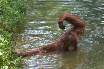 young orangutan swimming in the river
