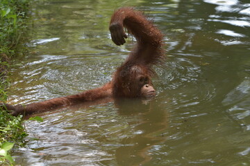 young orangutan swimming in the river