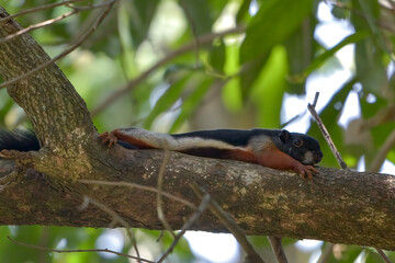 Asian tricolored squirrel on a tree branch