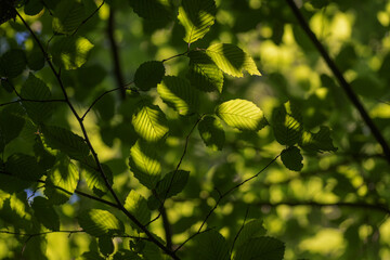green leaves background in sunny day with bokeh and sunbeams