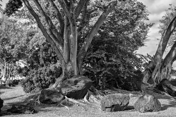Vintage Trees Growing  Among Large Rocks in a Park.