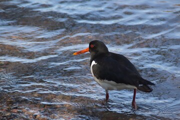 A cute oystercatcher is walking in water in sunny summer day.