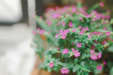 Pink flowers blooming in a garden and potted display