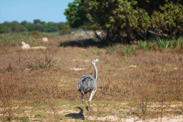 Ostrich