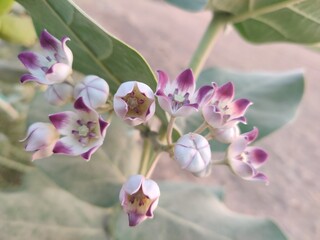 pink orchid flower