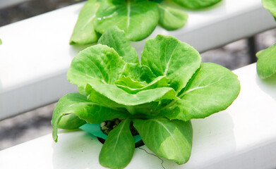 fresh spinach leaves
