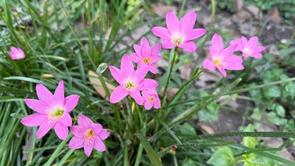 Several pink rain lily blossoms bloom beautifully among green grass, displaying vibrant colors
