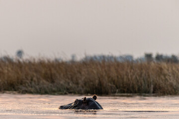 Telephoto shot of the head of a partially submerged hippopotamus, Hippopotamus amphibius, being...