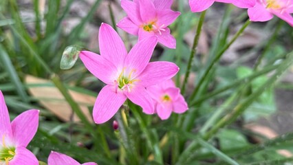 Fototapeta premium Vibrant pink rain lily flowers blossom beautifully within green foliage in this nature photograph
