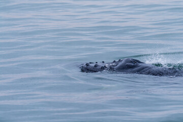 Blowhole and dosal fin of a surfacing whale, in Walvis Bay, Namibia.