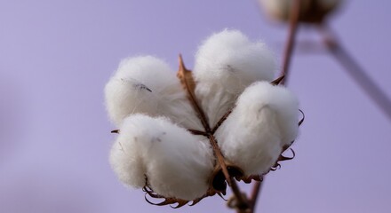 綿花 柔らかな光 優しく咲く 自然な質感 (Watagata yawarakana hikari yasashiku saku shizenna shitsukan) Translation: Cotton soft light gently blooms natural texture. AI Generated