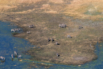 Aerial shot of a herd of Zebras grazing in the Okavango delta wetlands in Botswana.