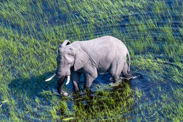 Aerial telephoto shot of an African Elephant wading through the shallow waters of the Okavango Delta in Botswana.