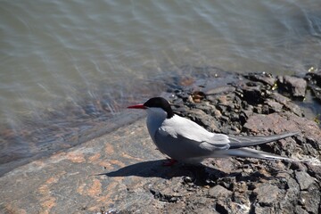 A cute common tern is on a rocky beach in bright summer day.